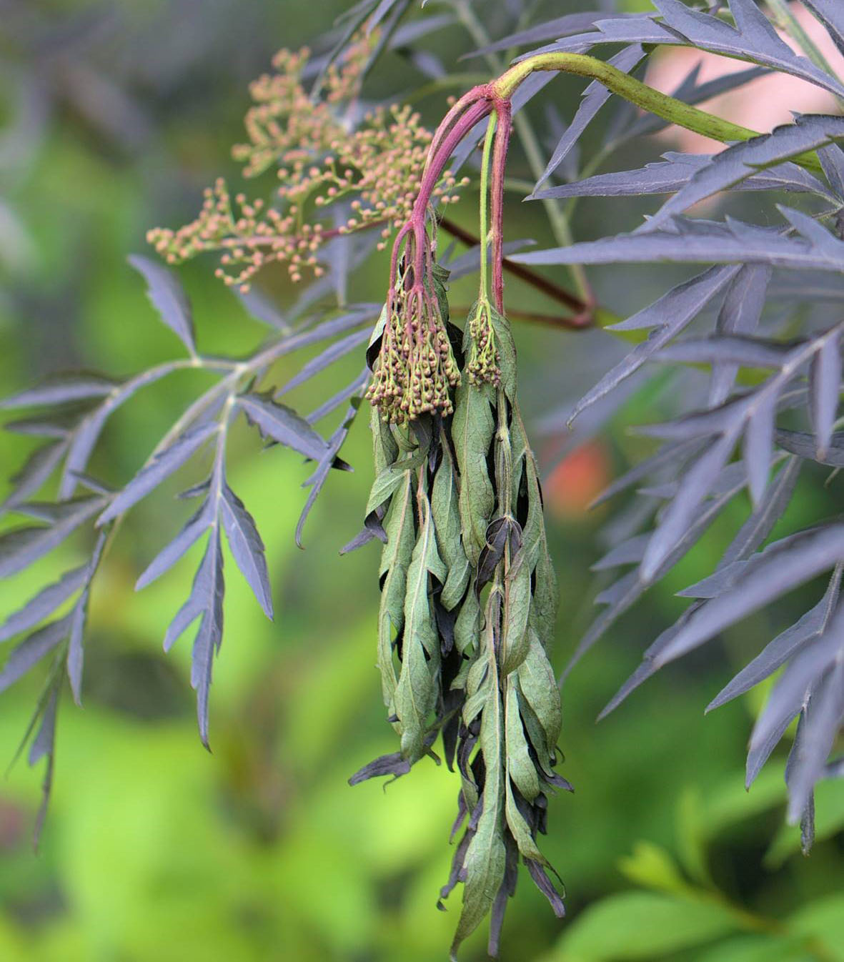 Flagging elderberry stem